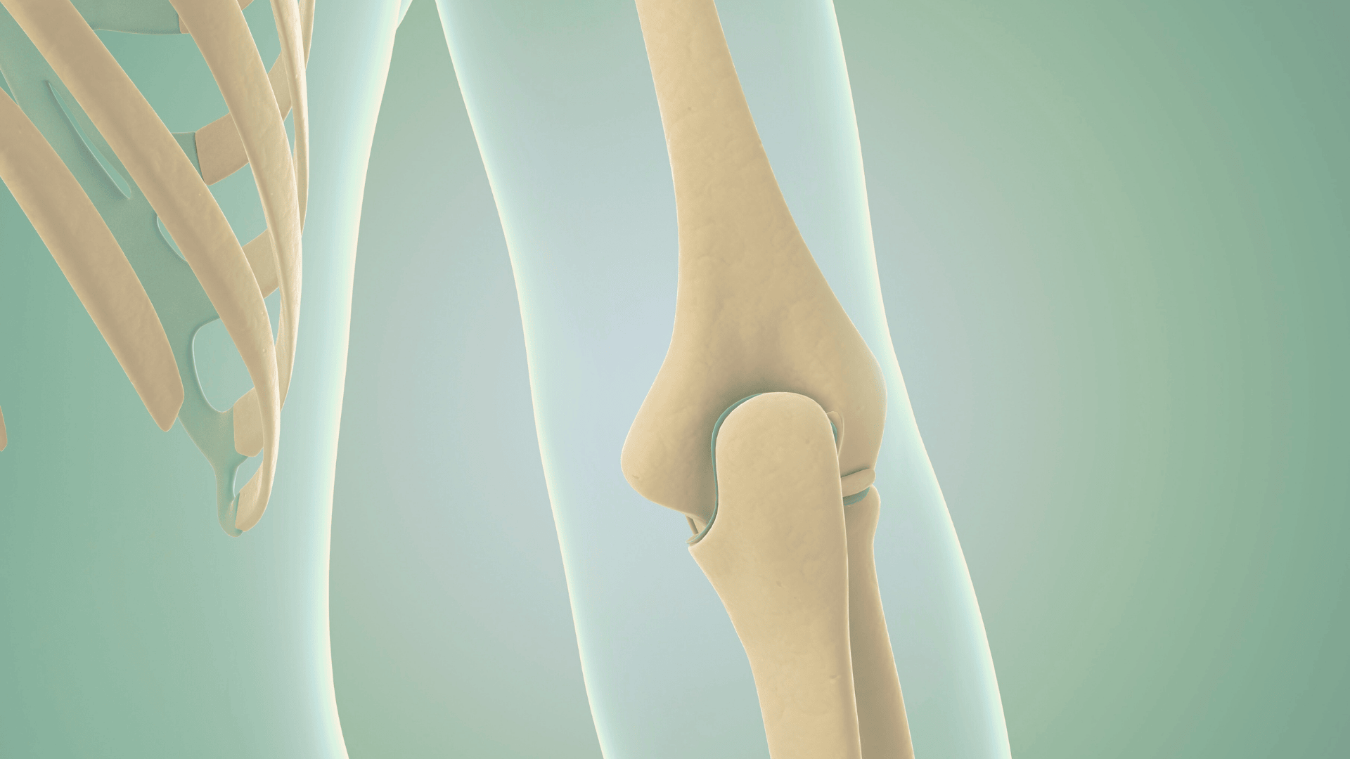 Illustration av ett knäledsben med ljusgrön bakgrund.