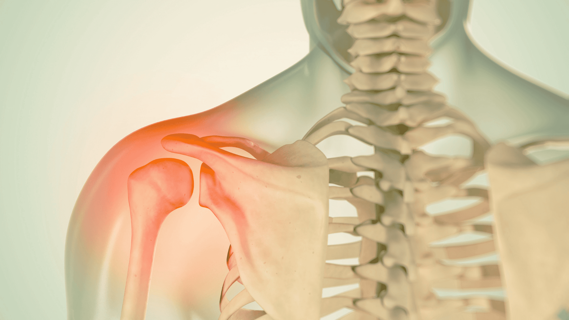 Illustration av mänskligt skelett, fokus på skulderled med röd markering som indikerar smärta eller inflammation.