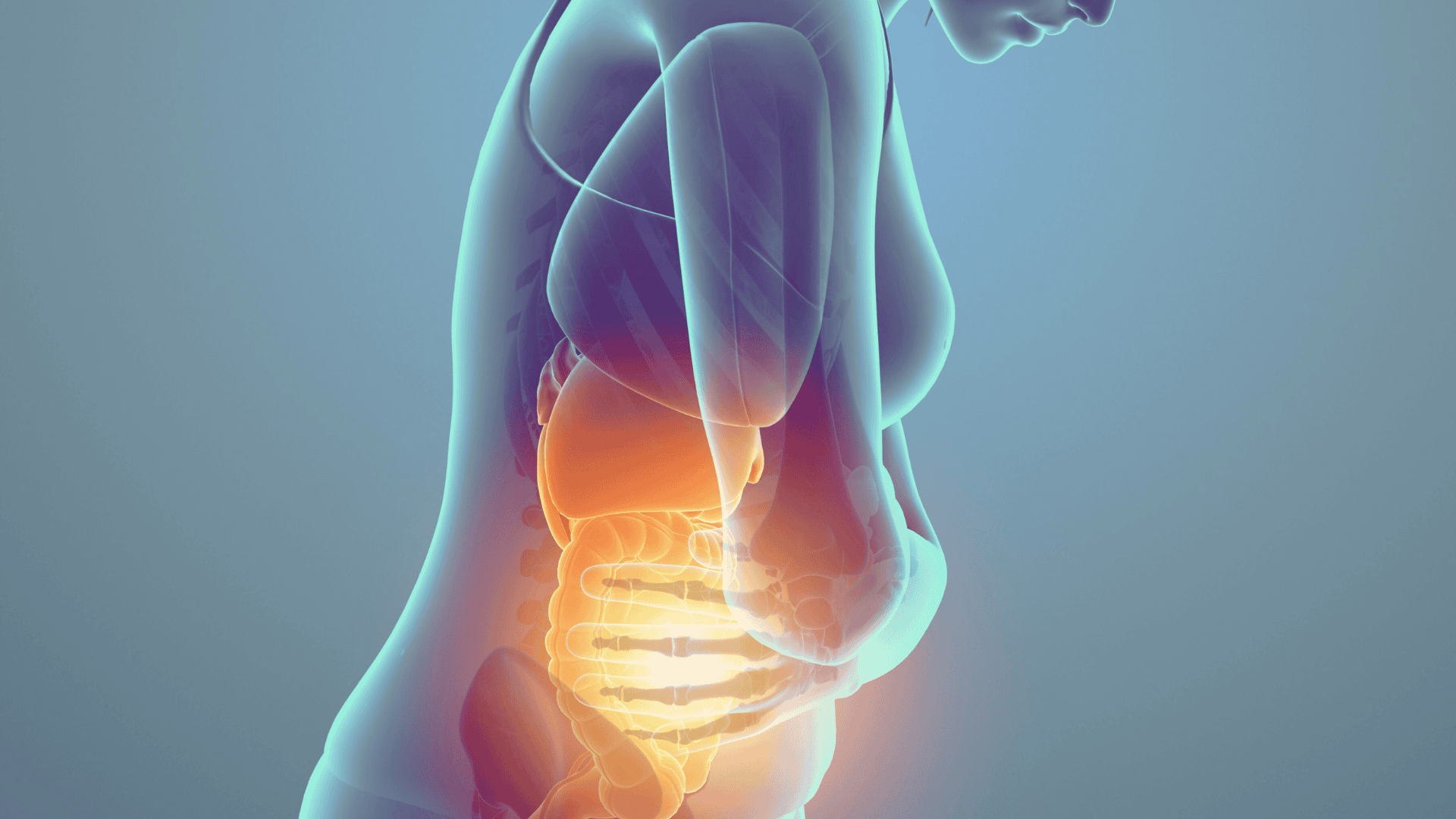Medicinskt diagram av en kropp med belysning på inre organ i buken.