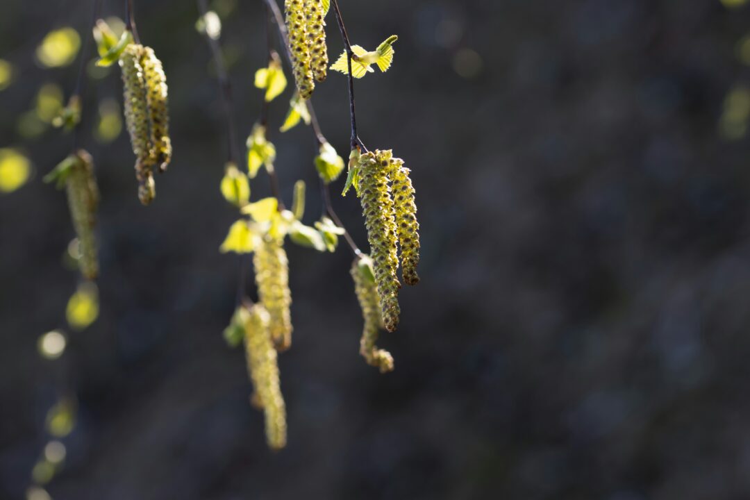 Björkpollen