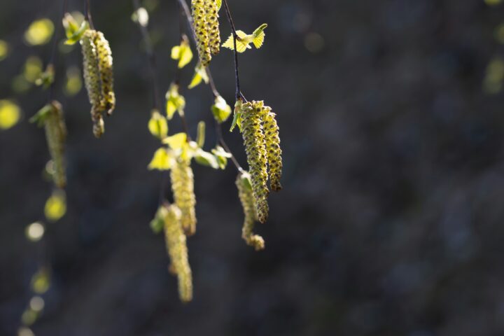 Björkpollen